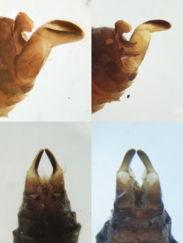 Réf. 346 699 : Rhyacophila tristis