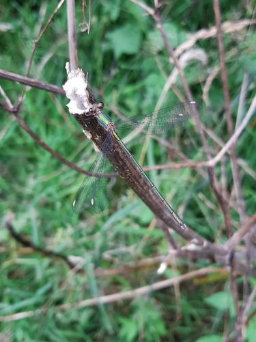Chalcolestes viridis