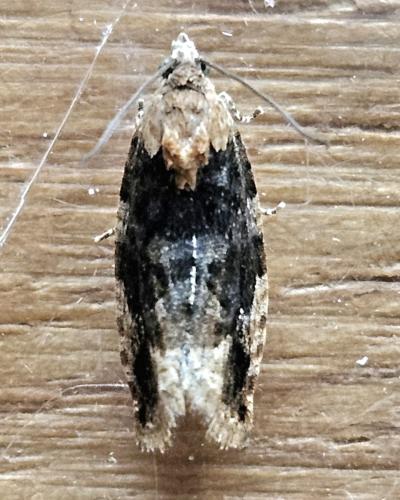 Eudemis profundana