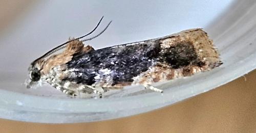 Eudemis profundana