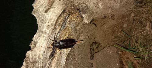 Prionus coriarius