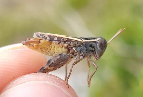Calliptamus siciliae