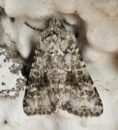 Réf. 346 316 : Hecatera bicolorata