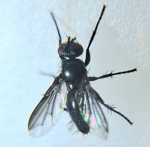 Réf. 346 428 : Nyctia halterata