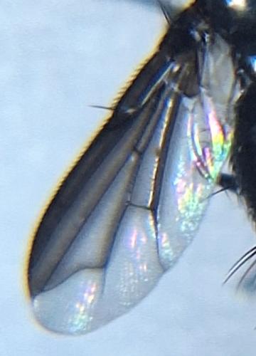 Réf. 346 441 : Nyctia halterata