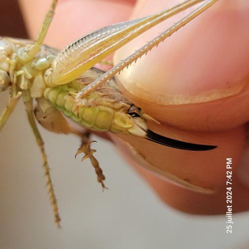 Réf. 346 442 : Platycleis albopunctata