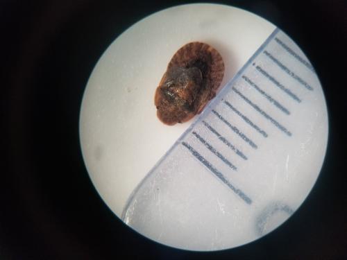 Sciocoris microphthalmus