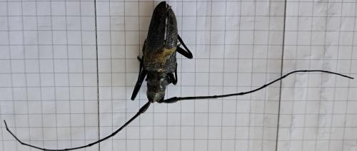 Monochamus sartor