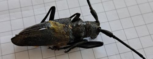 Monochamus sartor