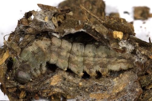 Réf. 346 413 : Dysgonia algira