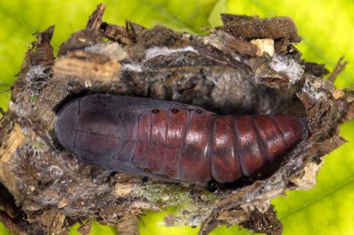 Réf. 346 414 : Dysgonia algira