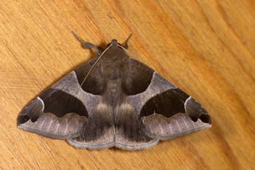 Réf. 346 415 : Dysgonia algira