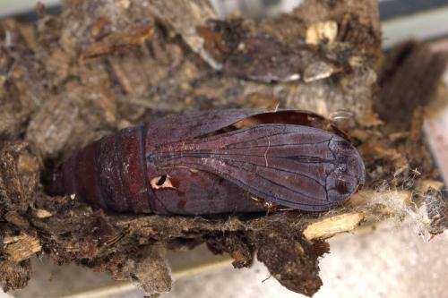 Dysgonia algira