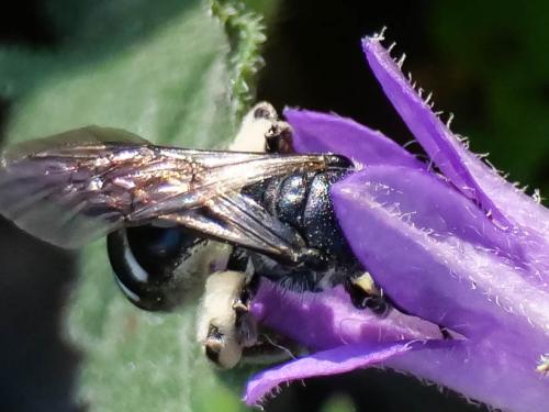 Lasioglossum costulatum