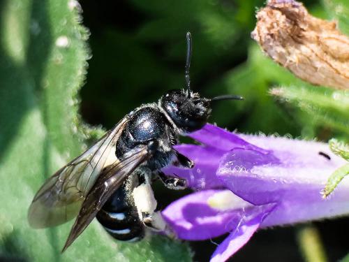 Lasioglossum costulatum