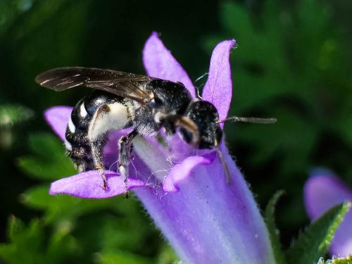 Lasioglossum costulatum