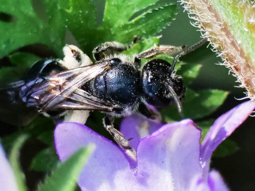 Lasioglossum costulatum