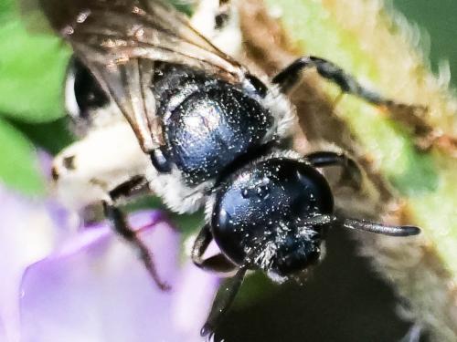 Lasioglossum costulatum