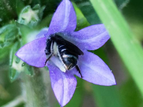 Lasioglossum costulatum