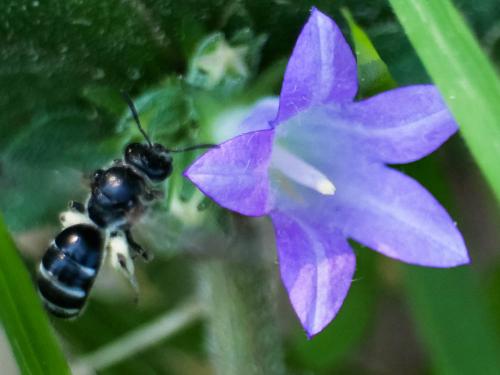 Lasioglossum costulatum