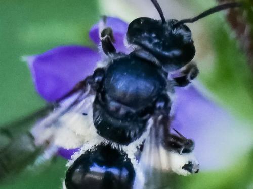 Lasioglossum costulatum