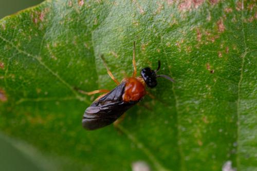 Réf. 346 565 : Sterictiphorinae inconnu