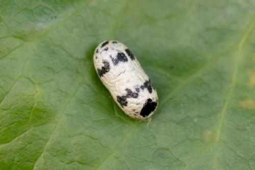 Réf. 346 566 : Campopleginae inconnu