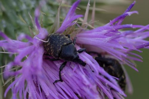 Réf. 346 622 : Larinus sp.