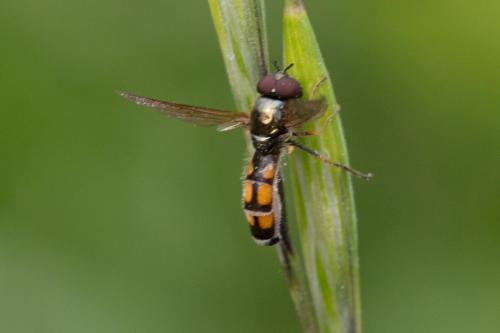 Melanostoma mellinum