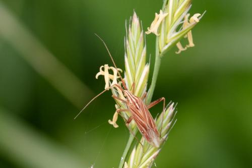 Miridius quadrivirgatus
