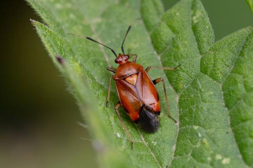 Réf. 346 652 : Deraeocoris ruber