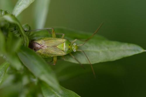 Closterotomus norwegicus