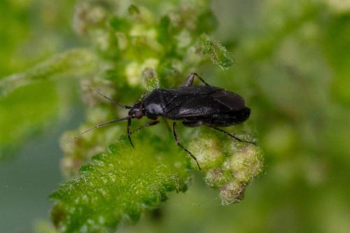 Réf. 346 737 : Plagiognathus arbustorum