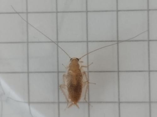 Réf. 346 914 : Planuncus vinzi