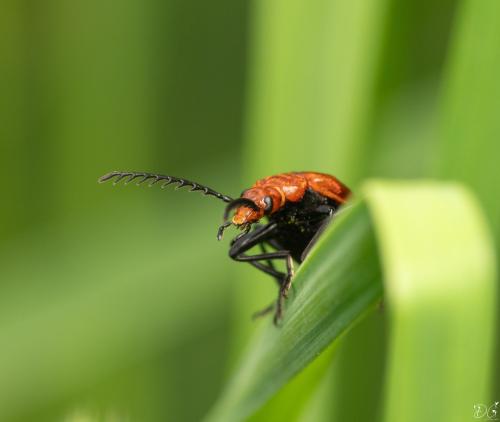 Pyrochroa serraticornis