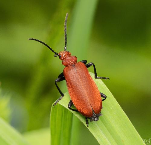Réf. 346 728 : Pyrochroa serraticornis