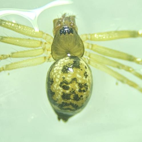 Tenuiphantes tenuis