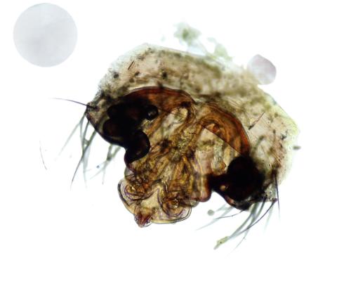 Réf. 346 109 : Tenuiphantes tenuis