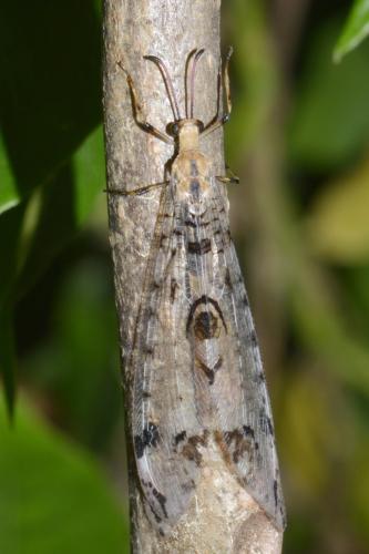 Dendroleon pantherinus