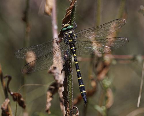 Réf. 346 935 : Cordulegaster bidentata