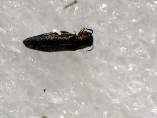 Réf. 346 011 : Agrilus sp.