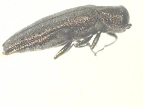 Agrilus sp.