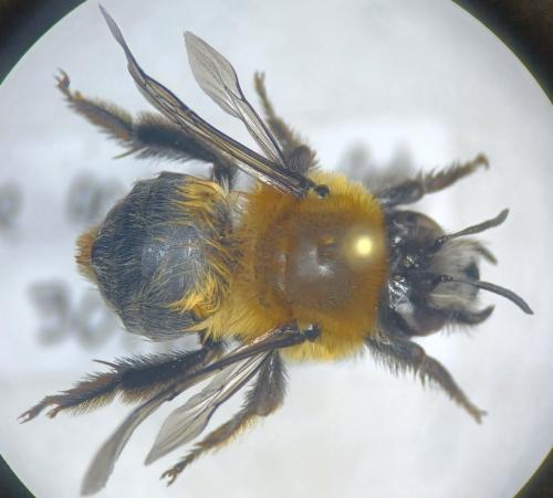 Anthophora balneorum