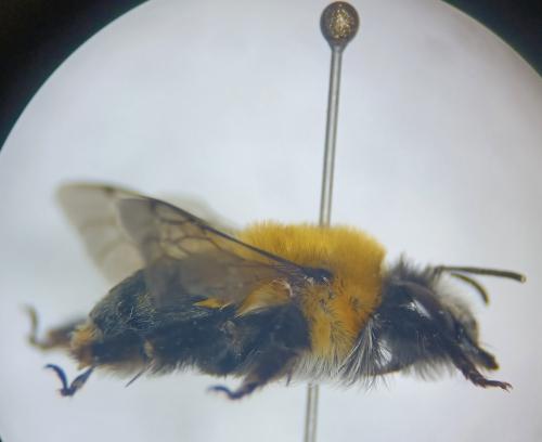 Anthophora balneorum
