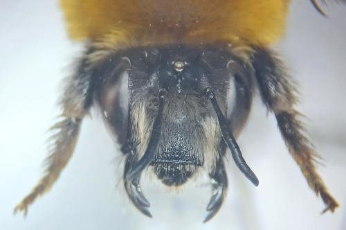 Réf. 346 175 : Anthophora balneorum