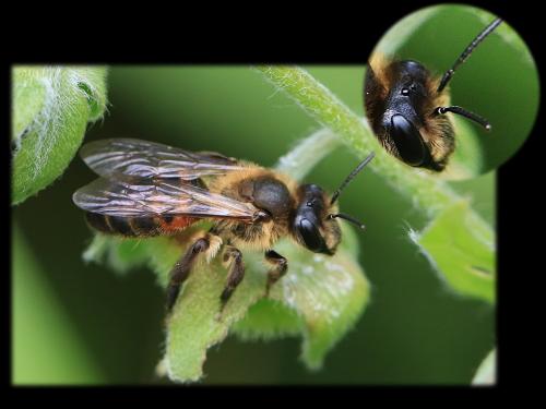 Andrena sp.