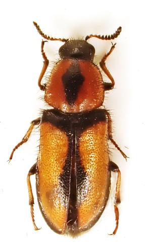 Réf. 346 590 : Divales bipustulatus