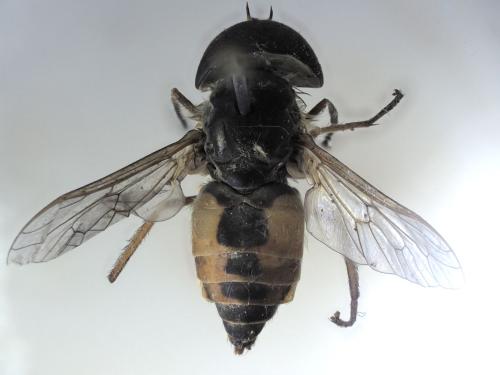 Atylotus latistriatus