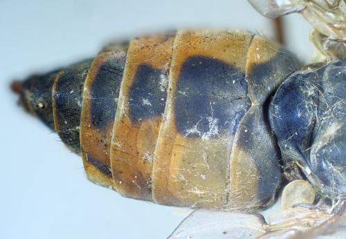 Atylotus latistriatus