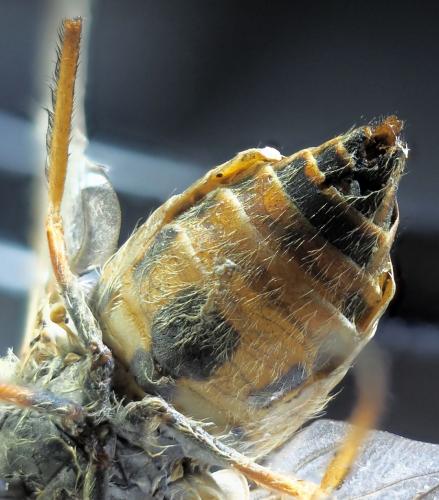 Atylotus latistriatus
